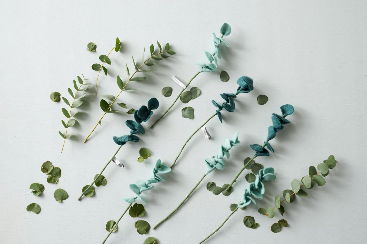 Fleur Eucalyptus Clair