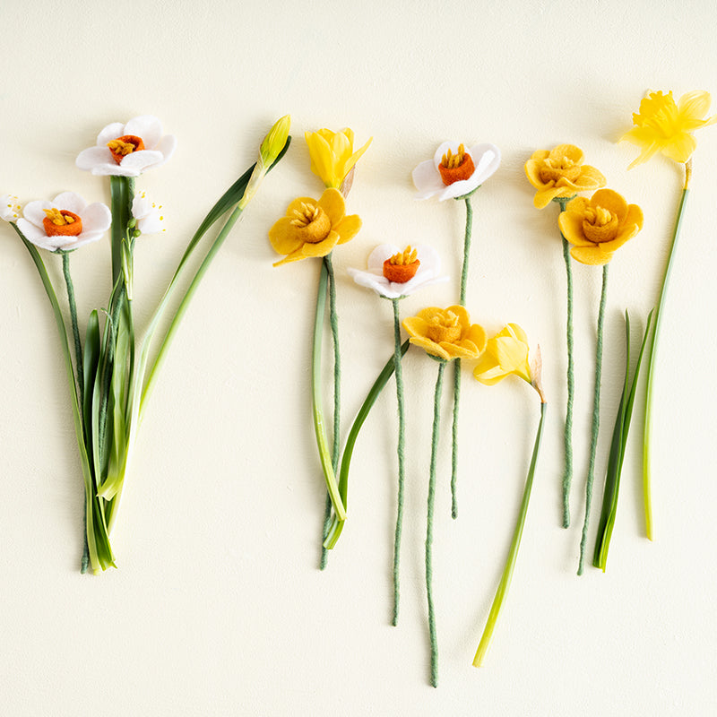 Fleur Jonquille