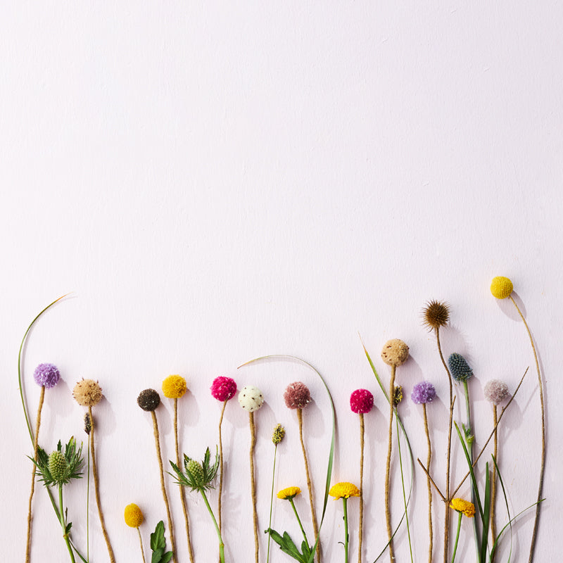 Fleur Pompon violet